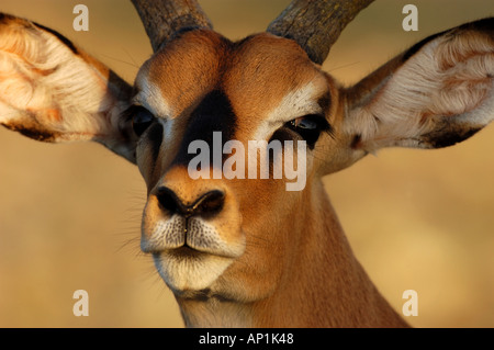 Black faced Impala Aepyceros melampus melampus close up of head Etosha Namibia Stock Photo