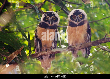 Spectacled Owl Pulsatrix perspicillata chapmani juveniles Gamboa Road Panama Stock Photo