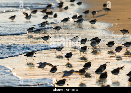 Sanderling Calidris alba flock feeding along tideline Norfolk winter Stock Photo