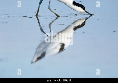 Avocet Avocetta recurvirostra feeding Titchwell RSPB Res Norfolk August Stock Photo