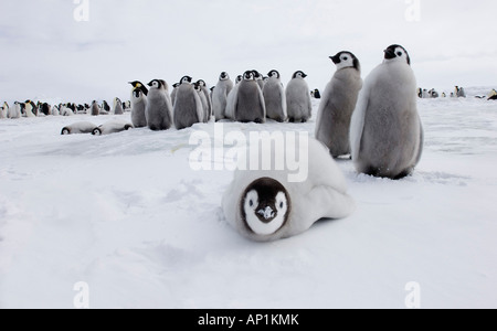 Emperor Penguin Aptenodytes chicks at rookery on sea ice of Weddell Sea near Snow Hill Island Antarctica November Stock Photo