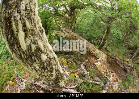 Southern Beech Forest Tierra del Fuego NP Argentina Stock Photo