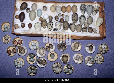 Historic collection of British Birds eggs belonging to British Museum Stock Photo