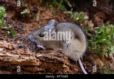 Long tailed Field Mouse sitting on tree stump Apodemus sylvaticus Oxfordshire UK Stock Photo