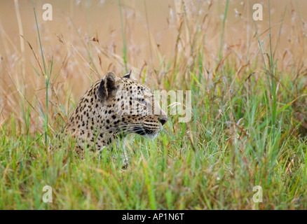 Leopard Masai Mara Kenya Stock Photo