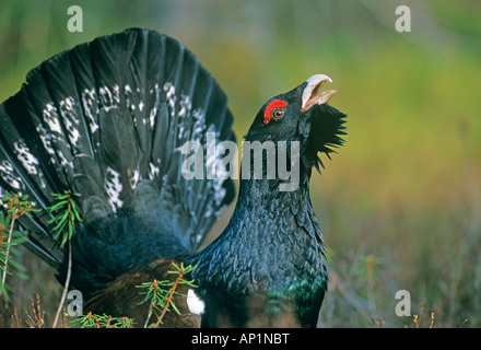 Capercaillie Tetrao urogallus male displaying in pine forest Scotland April Stock Photo