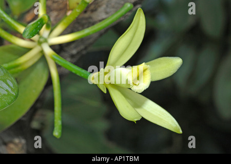 Vanilla (Vanilla planifolia), flower Stock Photo