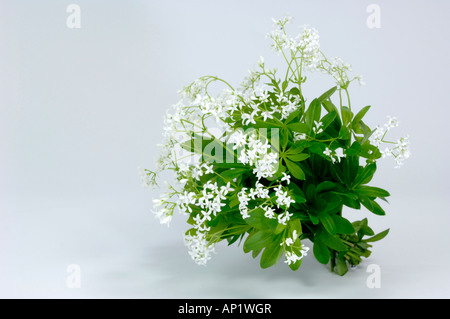 Sweet Woodruff (Galium odoratum), flowering bunch, studio picture Stock Photo