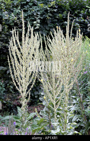 Even after flowering the spikes of Verbascum olympicum add interest to the border seen here at Holbrook garden in Devon Stock Photo