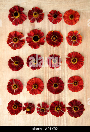 Red Heleniums from the UK national collection Stock Photo