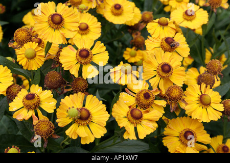 Helenium Goldrausch growing as part of the UK national collection at Holbrook garden in Devon Stock Photo