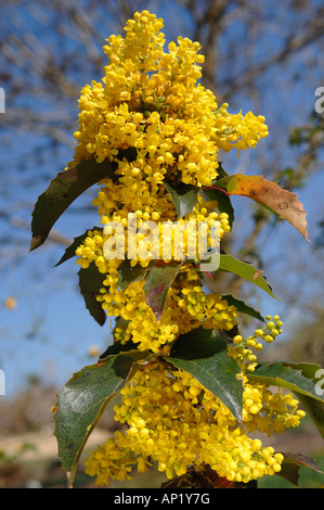 Oregon Grape (Mahonia aquifolium var. Apollo) flowering twig Stock Photo