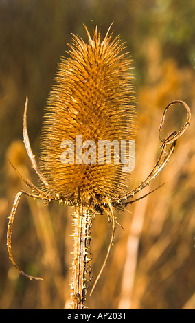 dead teazel head in morning sunlight Howardian nature reserve Cardiff Stock Photo