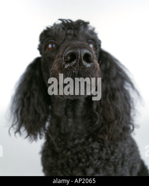 black poodle Stock Photo