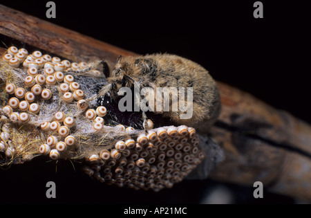 The wingless Vapourer female (Orgyia antiqua) laying eggs. Stock Photo