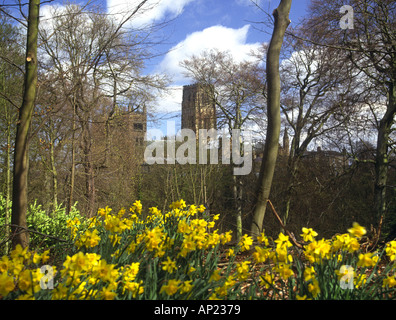 Durham Cathedral in spring with a carpet of daffodils as a foreground North East England Stock Photo