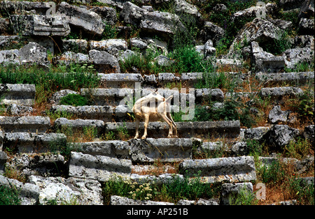 A wild goat in an ancient Roman theater ruins in Kaunos at the Western Mediterranean coast of Turkey Stock Photo