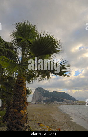rock of gibraltar viewed from la linea spain, framed by a palm tree portrait format Stock Photo