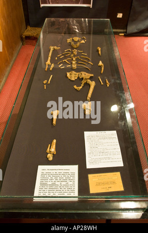 The skeleton of 'Lucy' housed in the national museum of Addis Ababa. Stock Photo