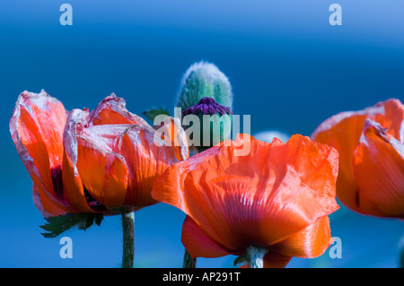 red poppies against a deep blue sky Stock Photo
