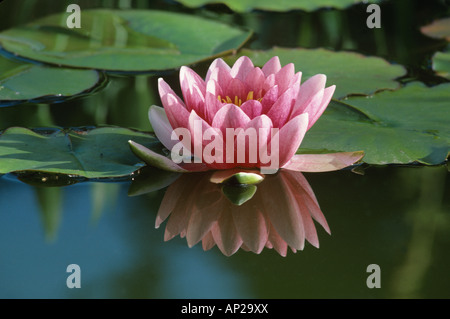 Water lily flower Nymphaea Attraction reflected in pond Stock Photo