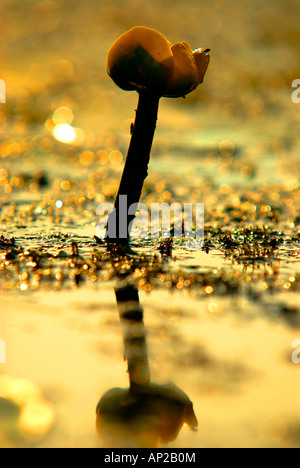 Flower of the water lily growing in the river.Bug river.Poland.Beautiful, warm morning light and reflecting in the water. Stock Photo