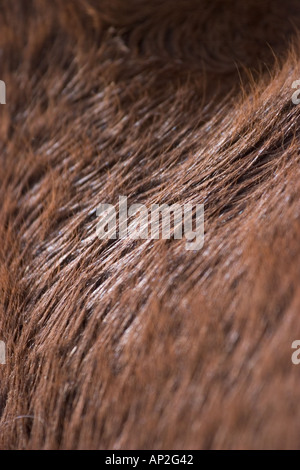 Close ups of the hair on draft horses used in the parade of the Tucson Rodeo Stock Photo