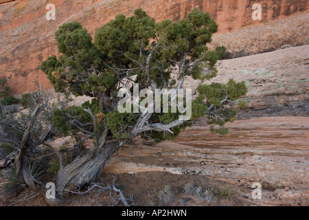 Old Utah juniper Juniperus osteosperma in Arches National Park Utah USA Stock Photo