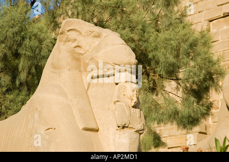 Avenue of Sphinxes, Karnak Temple Complex, Luxor, Egypt, Middle East. DSC 4444 Stock Photo