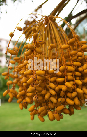 Bunch of dates hanging from a tree Stock Photo