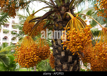 Bunches of dates hanging from a tree Stock Photo