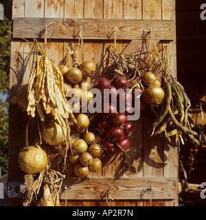 Onions and beans drying on door of potting shed in autumn Stock Photo