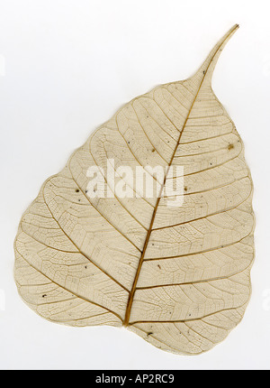 AAD72410 NATURE Tree leaf Pipal ficus religiosa Stock Photo