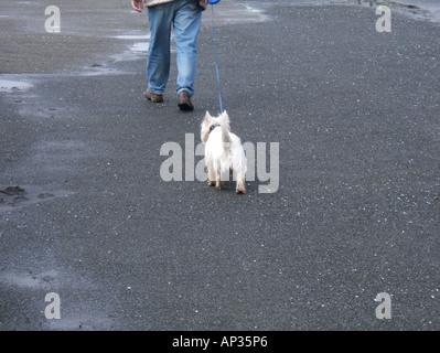 man walking dog in town Stock Photo