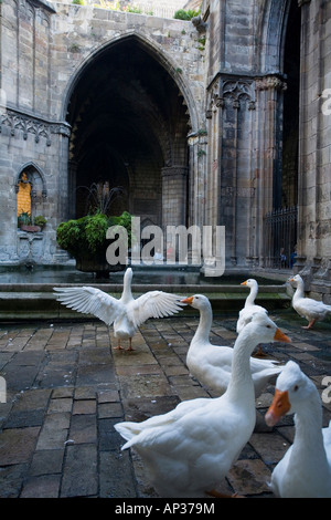 Geese in the cloister, claustro, La Seu, Cathedral de Santa Eulalia, Barri Gotic, gothic quarter, Ciutat Vella, Barcelona, Catal Stock Photo