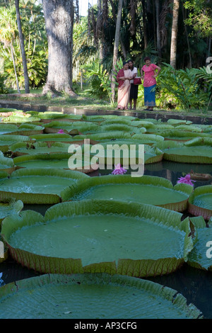 Indian Women at Giant Amazon Waterlily Pond, (Victoria amazonica), Sir Seewoosagur Ramgoolam Botanic Garden, Pamplemousses, Pamp Stock Photo