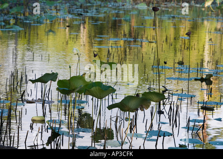 Lotus Pond, (Nelumbo nucifera), Sir Seewoosagur Ramgoolam Botanic Garden, Pamplemousses, Pamplemousses District, Mauritius Stock Photo