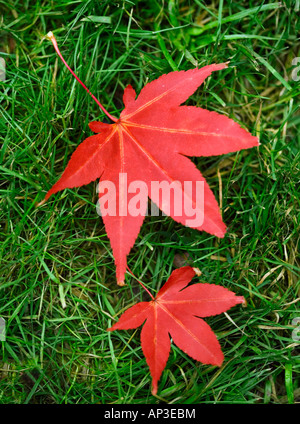 Two red maple leaves from the acer tree on grass Stock Photo