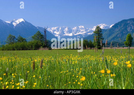 Murnauer Moos with Wetterstein-mountains, Alps, Upper Bavaria, Germany Stock Photo