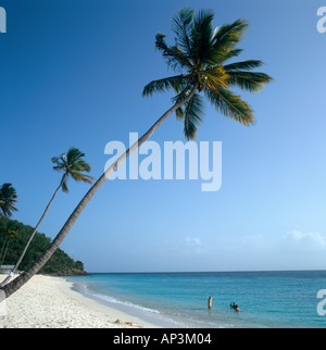 Dark Wood Beach in late afternoon, Antigua, West Indies, Caribbean