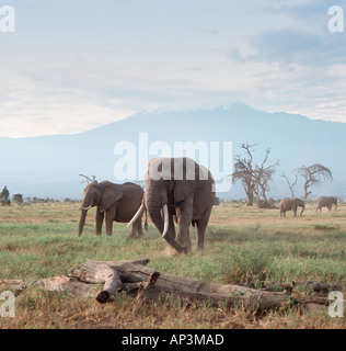 Elephants in front of Mount Kilimanjaro, Amboseli National Park, Kenya, East Africa Stock Photo