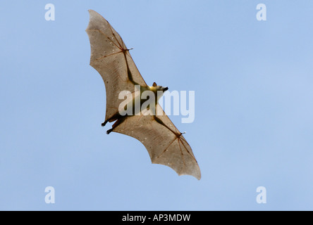 Straw coloured Fruit Bat Eidolon helvum Kasanka National Park Zambia in flight Stock Photo