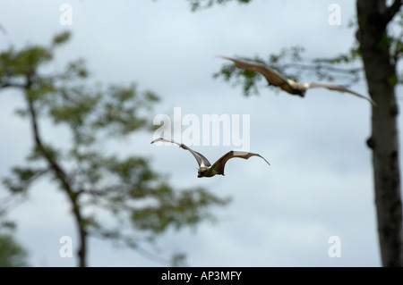 Straw coloured Fruit Bat Eidolon helvum Kasanka National Park Zambia in flight Stock Photo