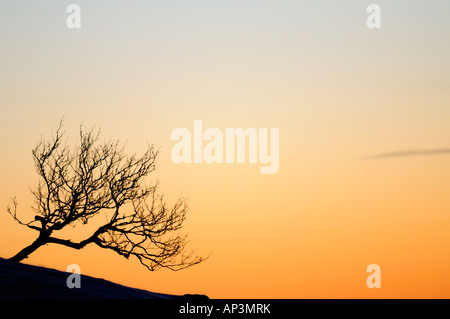 Silhouette of a birch tree against orange sky Stock Photo