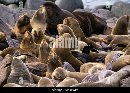 Large group of northern fur seals Stock Photo