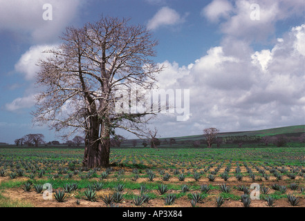 Sisal plantation and Baobab tree North of Mombasa Kenya coast East Africa Stock Photo