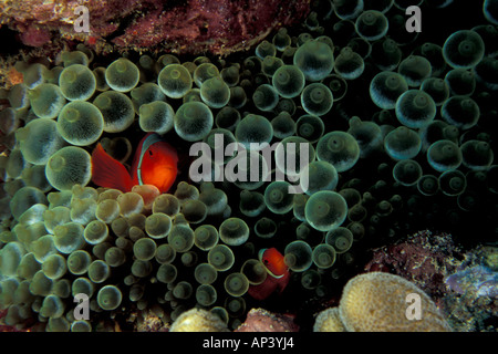 Papua New Guinea, Spine-cheek anemonefish (Premnus biaculeatus) Stock Photo