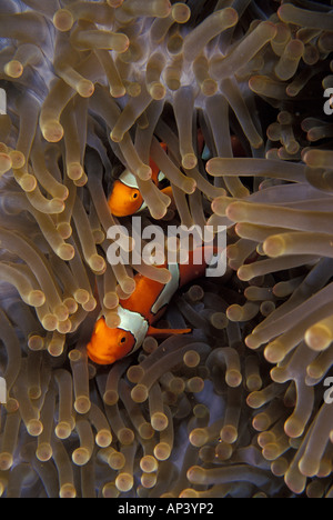 Papua New Guinea, spine-cheek anemonefish (Premnus biaculeatus) Stock Photo