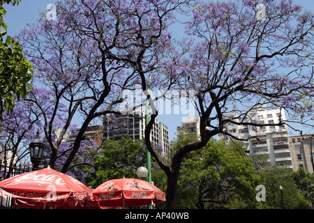 Argentina, Buenos Aires,  Barrio Norte, Avenida Callao, Jacarandas trees bloom in the city parks Stock Photo