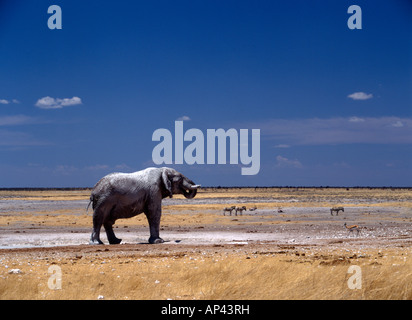 An African elephant stands with its trunk in its mouth against a sombre blue sky at a waterhole in Etosha national park, Namibia An African elephant stands with its trunk in its mouth against a sombre blue sky at a waterhole in Etosha national park, Namibia